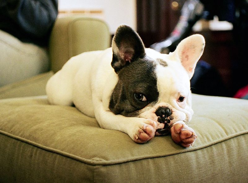 French Bulldog