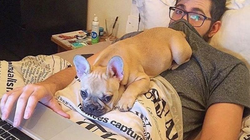 French Bulldog