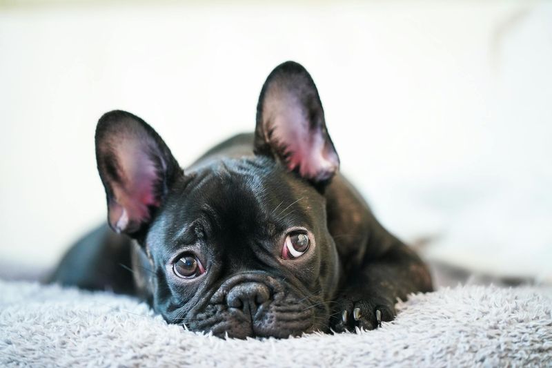 French Bulldog with Expressive Ears