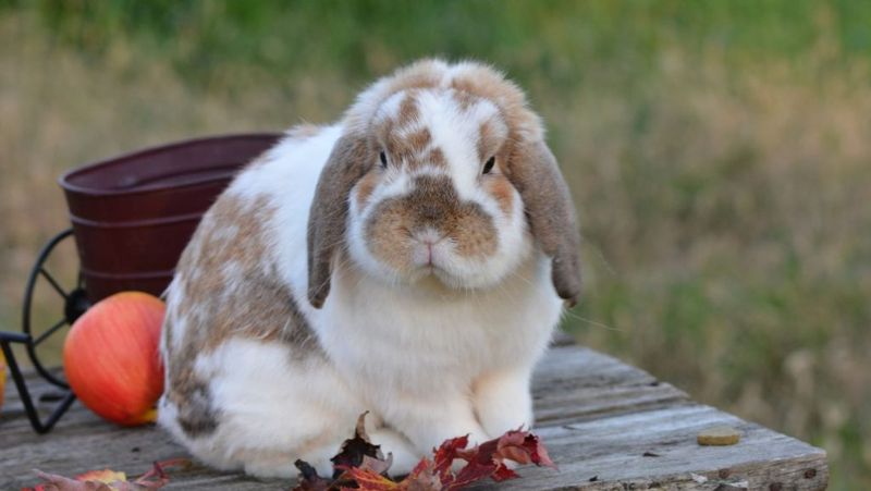 French Lop