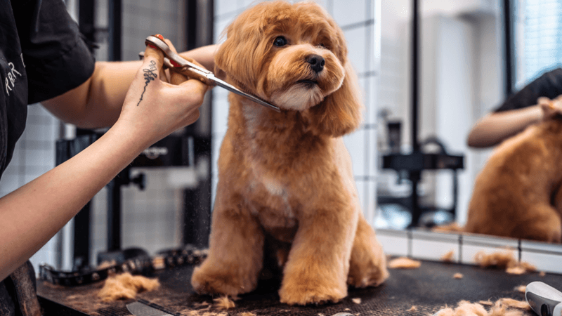 Frequent Grooming Needs