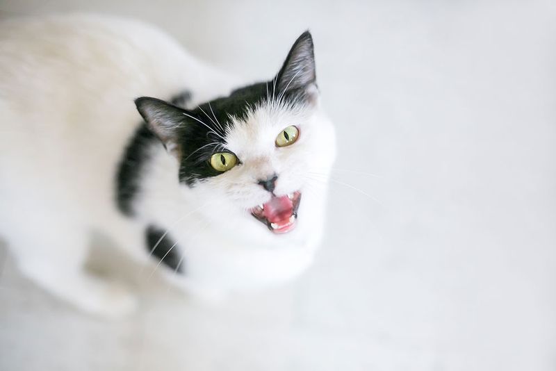 Frequent Meowing