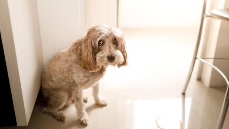 Frequent Urination