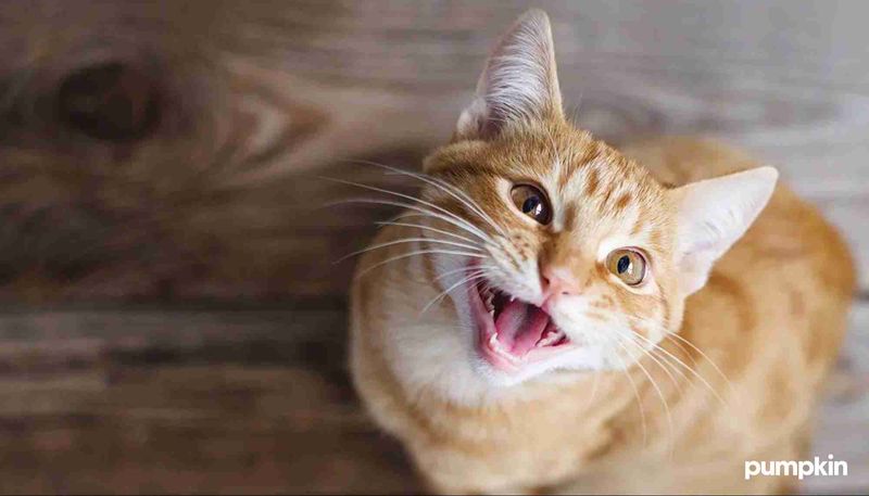 Frequent Vocalization