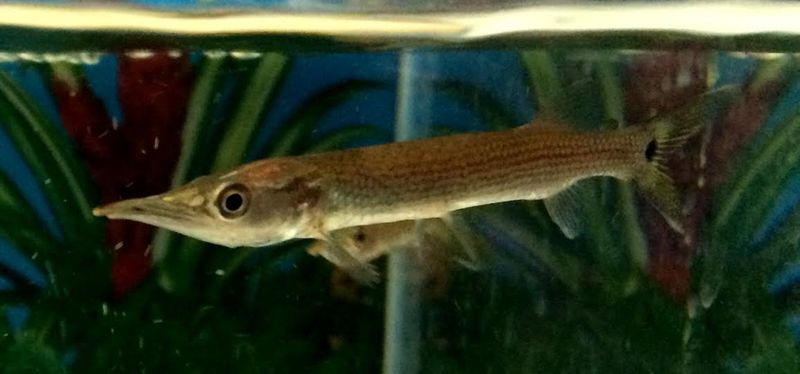 Freshwater Barracuda