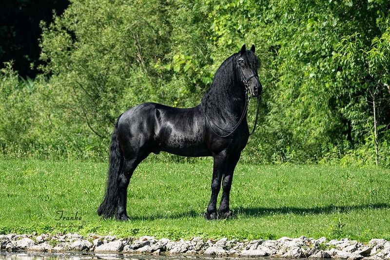 Friesian