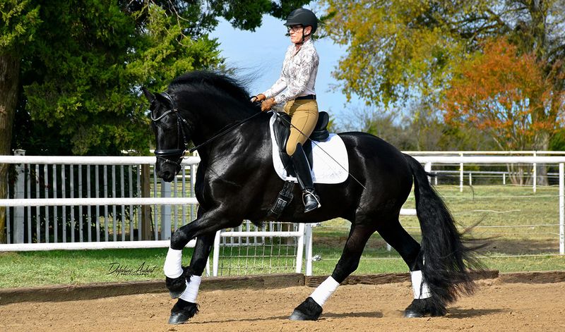 Friesian Horse