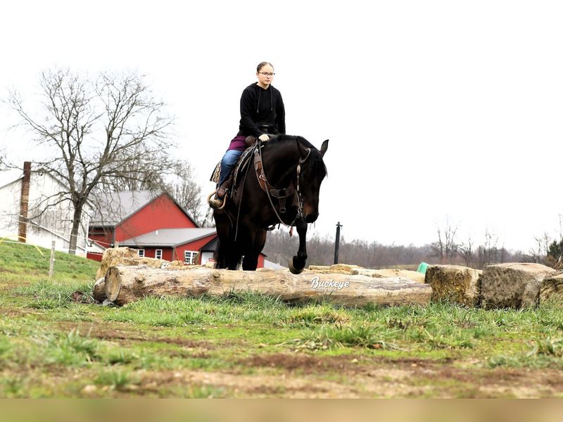 Friesian