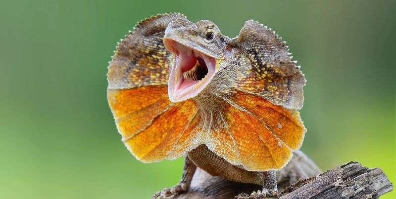 Frill-Necked Lizard