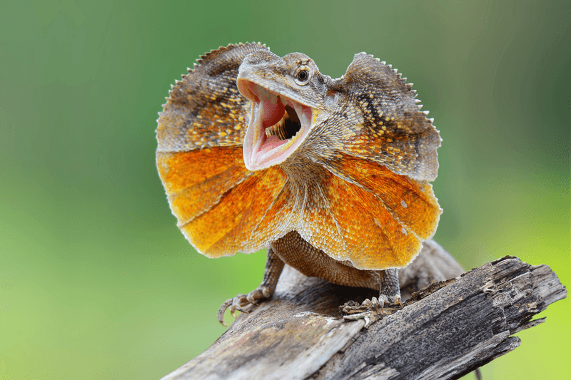 Frilled Dragon