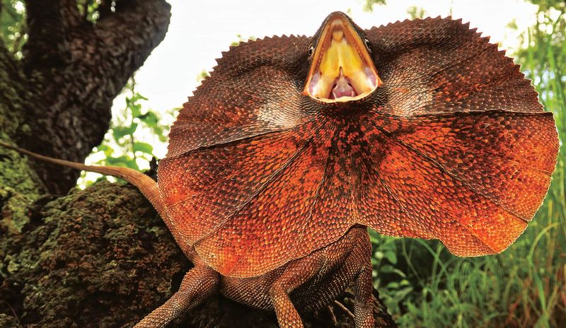 Frilled-neck Lizard