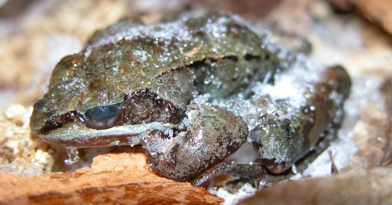 Frog (Wood Frog)