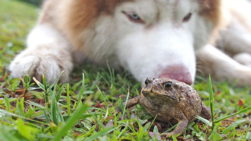 Frog