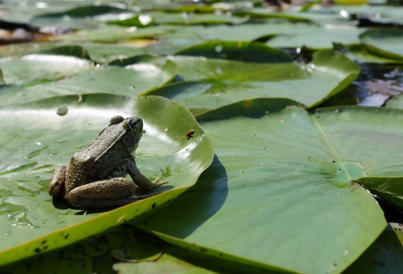Frogs