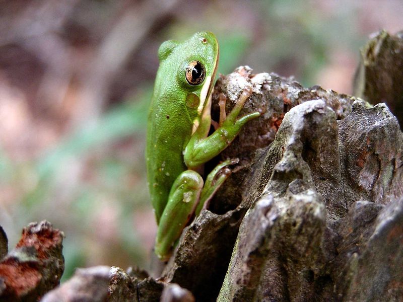 Frogs Croaking in Harmony