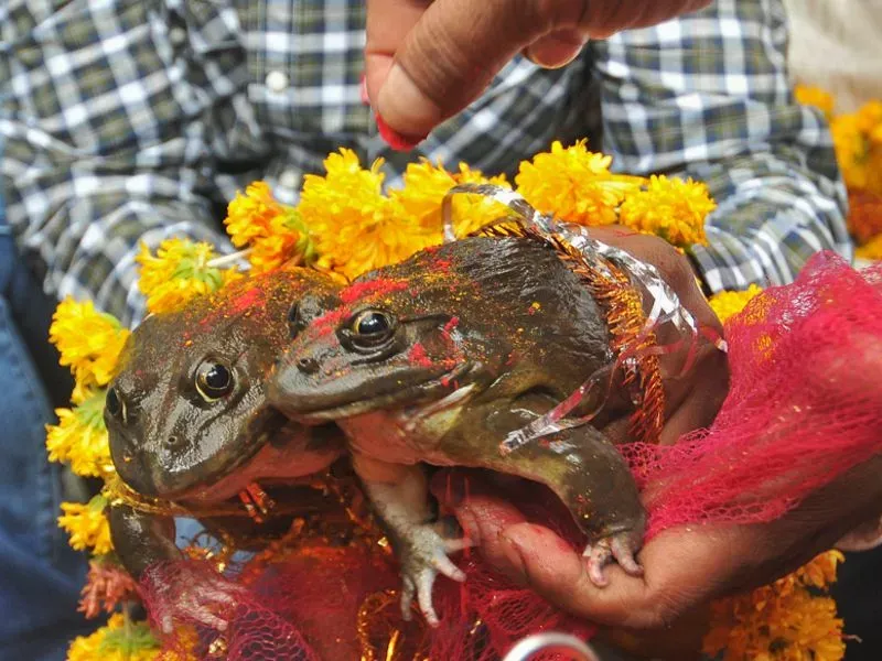 Frogs and Rain