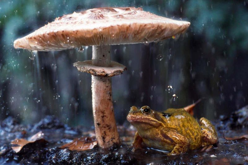 Frogs
