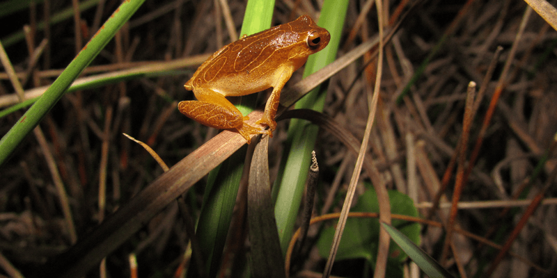 Frogs
