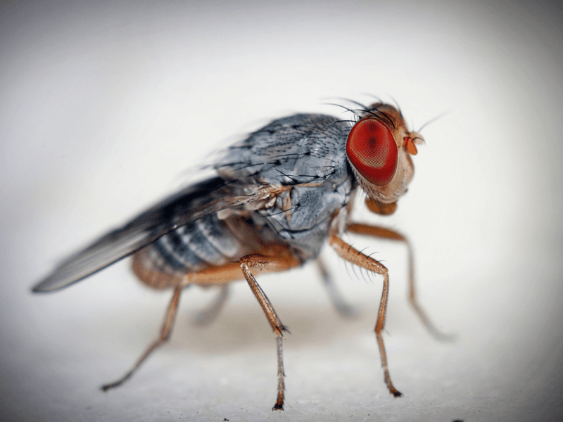 Fruit Fly