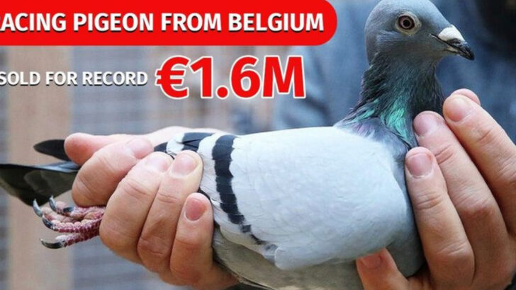 Think Pigeons Are Just City Birds? This Belgian Racing Pigeon Sold for €1.6 Million