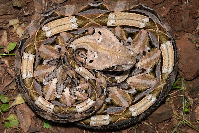 Gaboon Viper