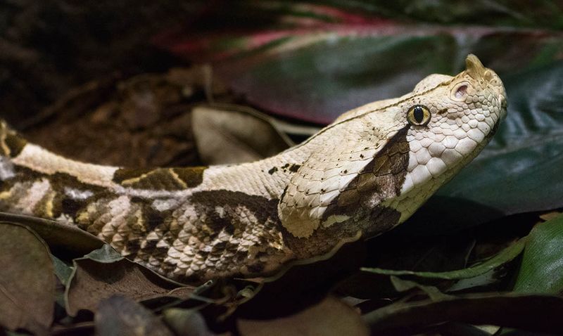 Gaboon Viper