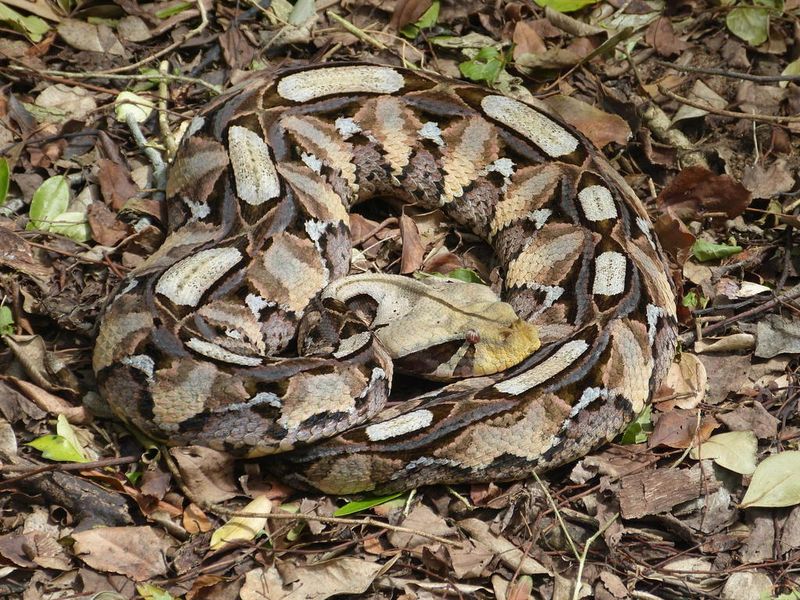 Gaboon Viper