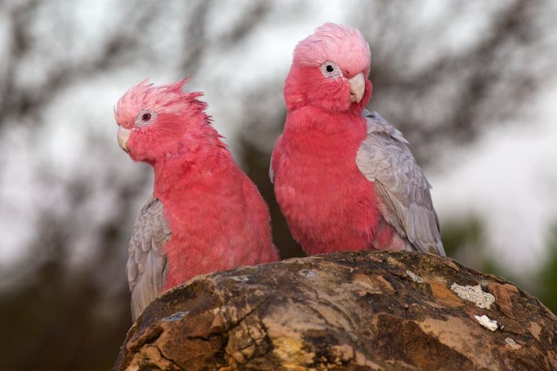 Galah