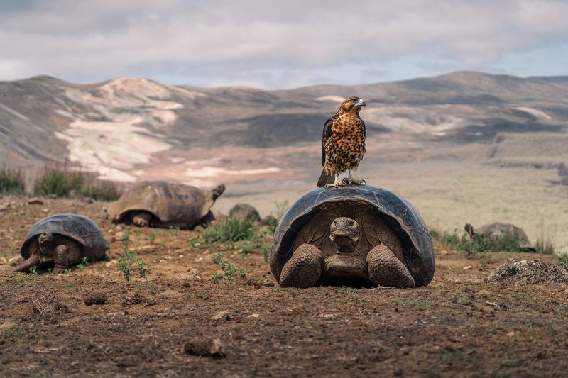Galápagos Giant Tortoise