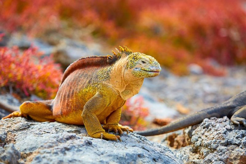 Galápagos National Park, Ecuador