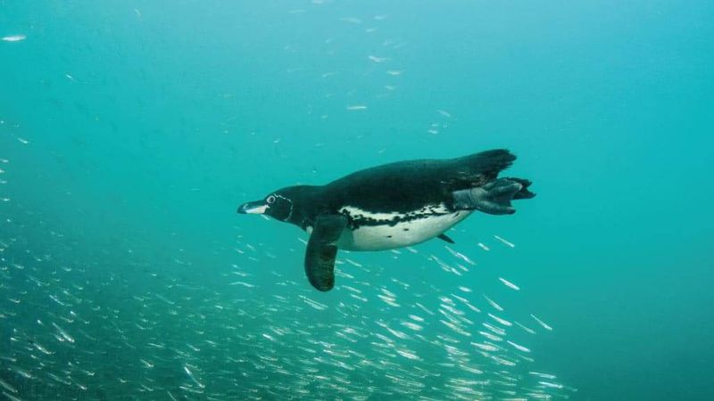 Galápagos Penguin
