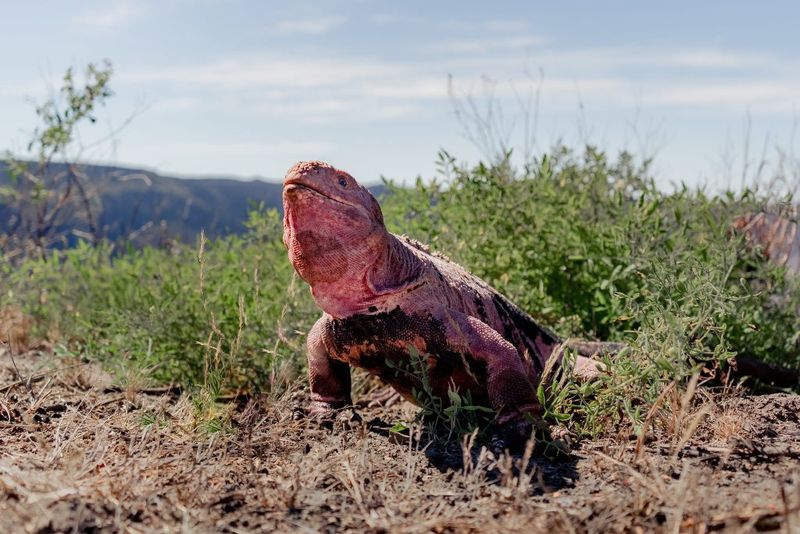 Galápagos Pink Iguana