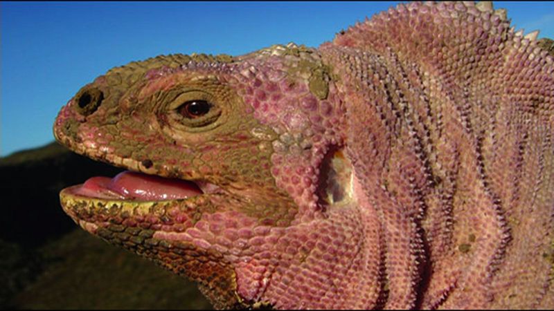 Galápagos Pink Land Iguana