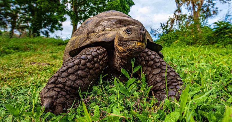 Galápagos Tortoise