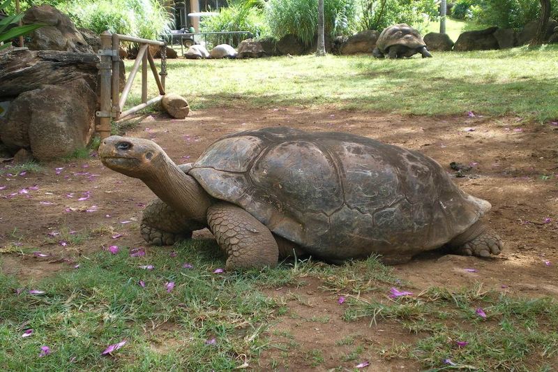 Galápagos Tortoise