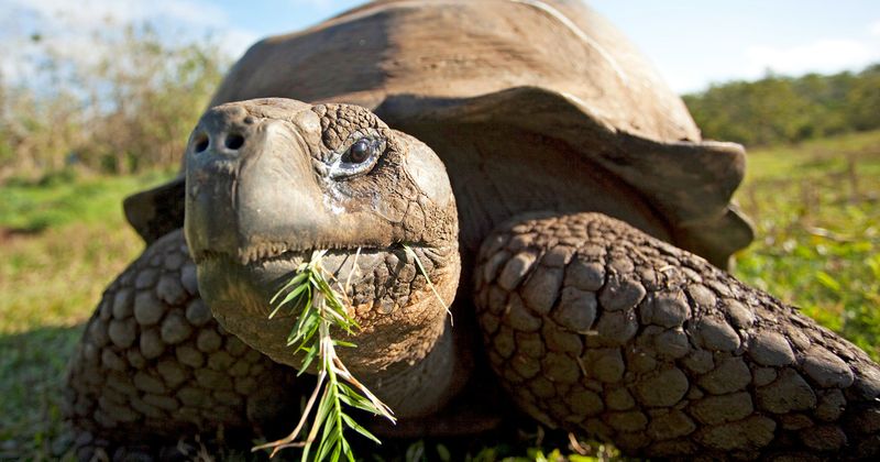 Galapagos Tortoise