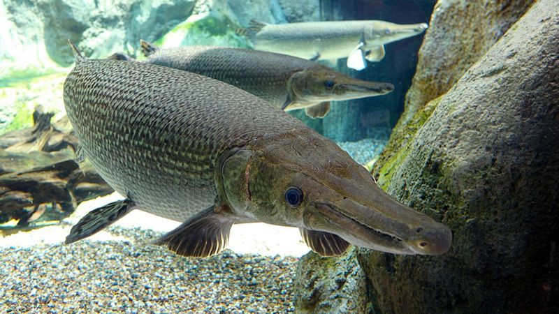 Gar