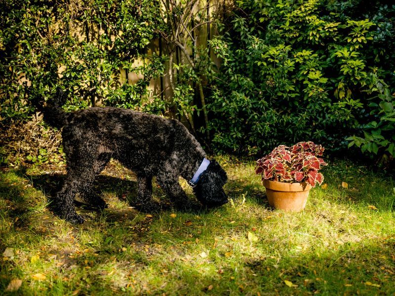 Garden Exploration