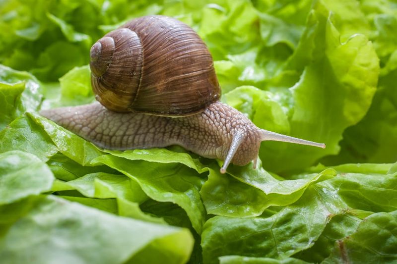 Garden Snail