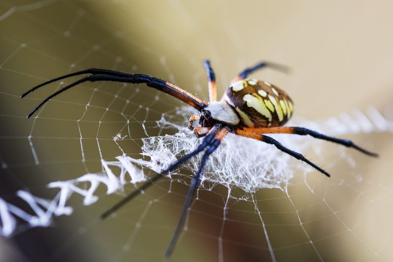 Garden Spider