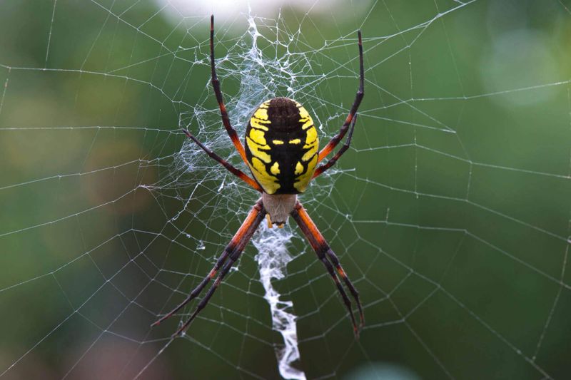 Garden Spider