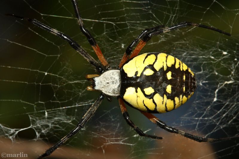 Garden Spider