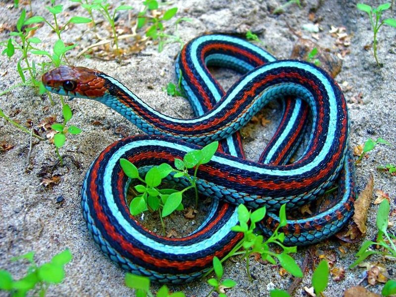 Garter Snake