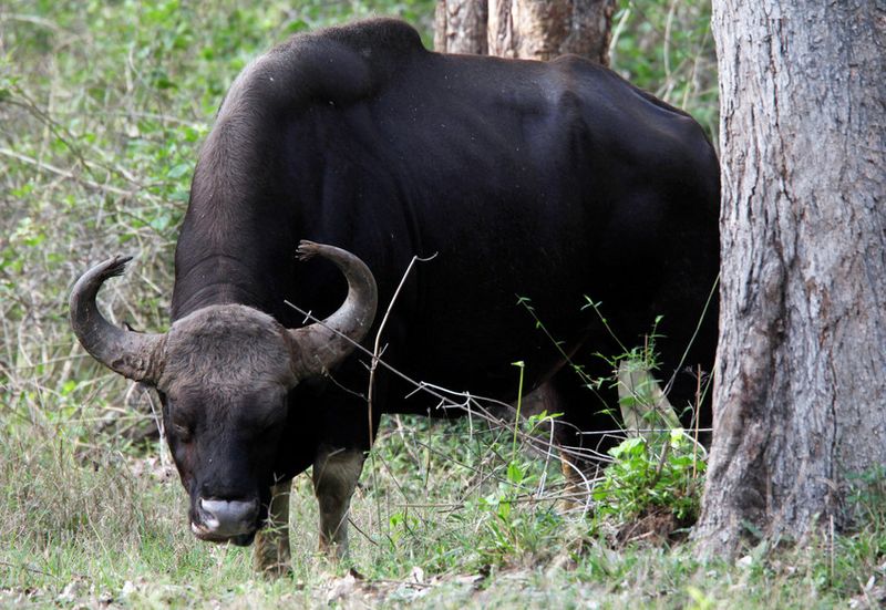 Gaur