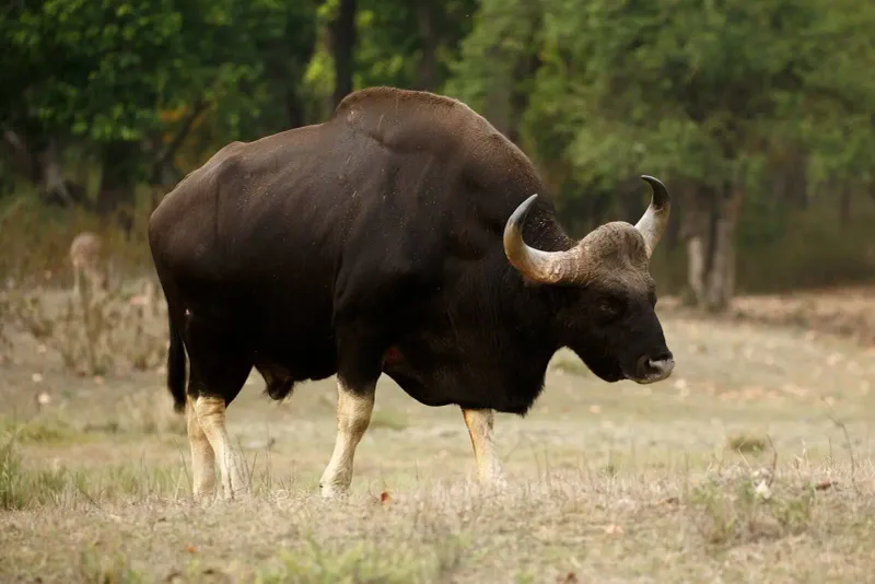 Gaurs (Indian Bison)