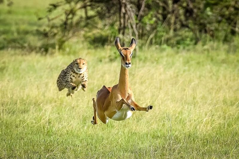 Gazelle