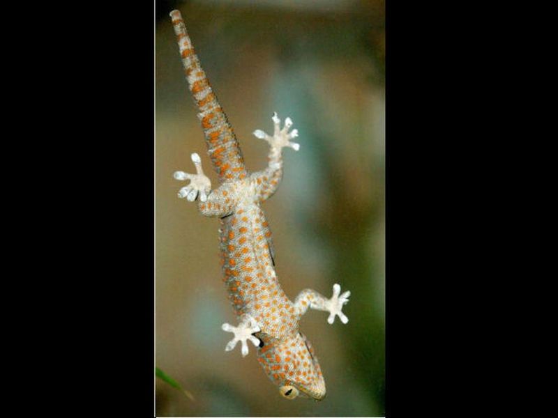 Gecko