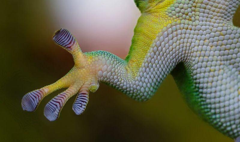 Gecko
