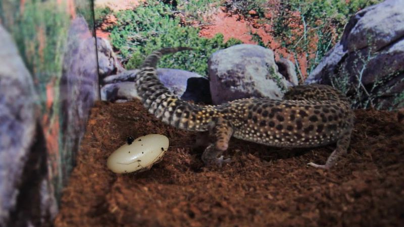 Gecko