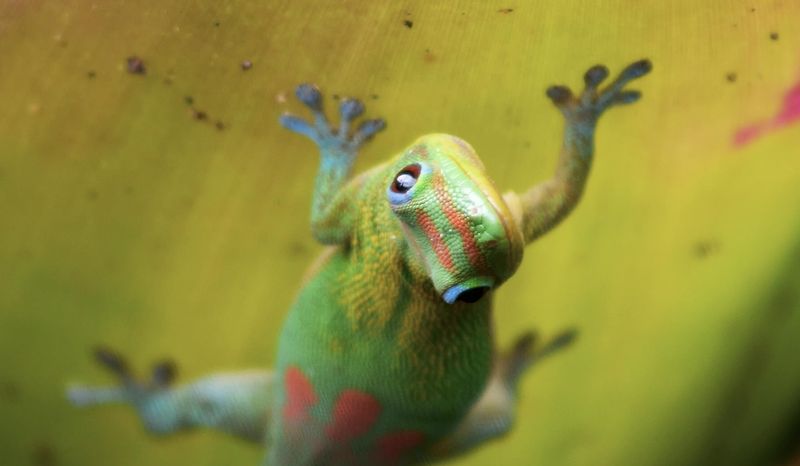 Gecko